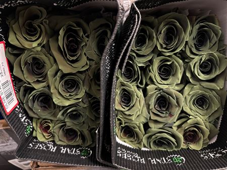 Roses Ec